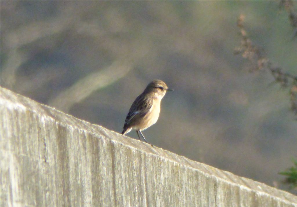 Saltimpali (Saxicola torquatus )